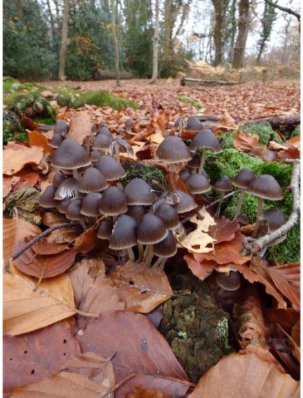 on fallen wood and on buried roots (various species).